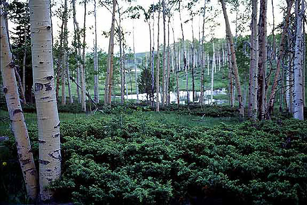 Vernal Aspens