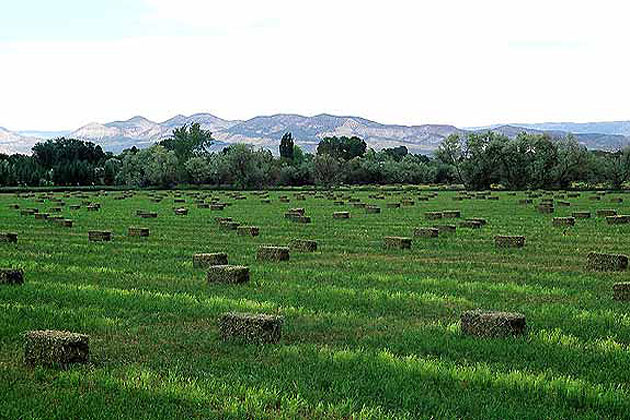 A Vernal Farm