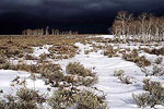 Snowy Field