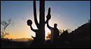 Cave Creek Horse Trail Rides